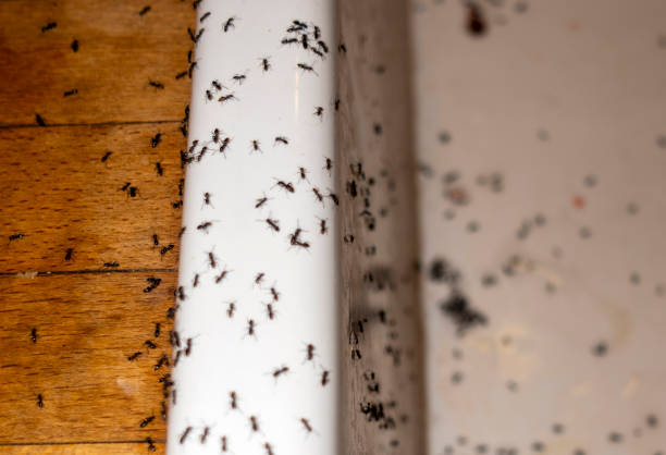 Best Ant Control Services  in Hugo, MN