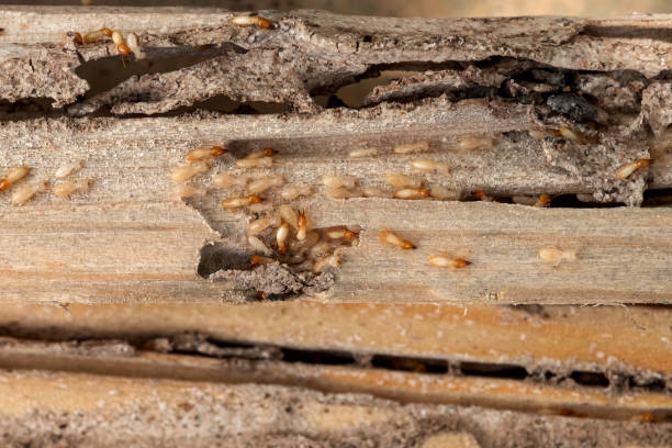 Professional Pest Control in Hugo, MN